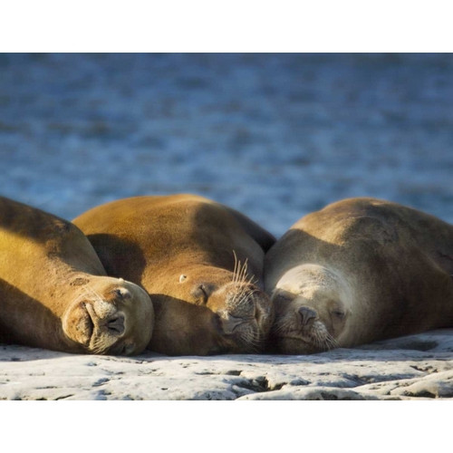 Argentina, Chubut Three sleeping sea lions